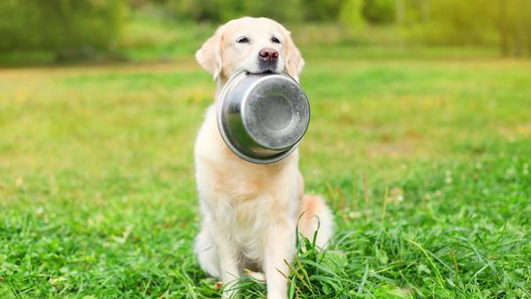 Mucho ojo: estos ingredientes de la comida para perros pueden dañar el corazón de tu ‘lomito’