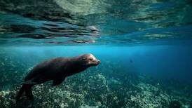 Espíritu Santo: El único lugar en México donde puedes nadar con lobos marinos