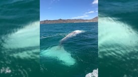 Documentan el avistamiento de ballena gris albina en Baja California Sur