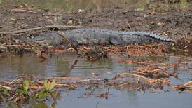 Profepa investiga el hallazgo de un cocodrilo colgado en Puerto Vallarta