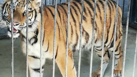 Policía Federal rescata a tigre de bengala en Guanajuato