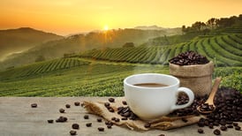 ¿Por qué los productores de Brasil aún ‘no quieren que llueva café en el campo’? 