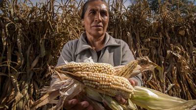 Sequías y alta demanda en EU 'pegan' al precio internacional del maíz:  aumenta 112% – El Financiero