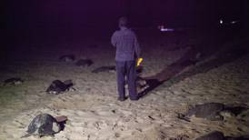 Se dispara la muerte de tortugas en la costa de Chiapas