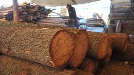 A ‘Pinocho’ no le gusta esto: precios de la madera caen