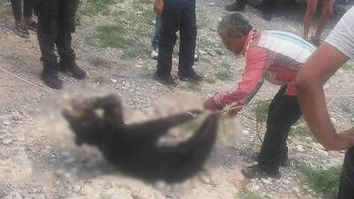 Vinculan a proceso a policías municipales por la matanza de oso negro bebé en Coahuila 