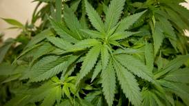 Sigue en pie plan de planta de cannabis en Nuevo León