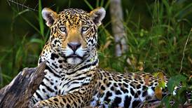 ‘Blindan’ a jaguar en Tulum con área natural protegida