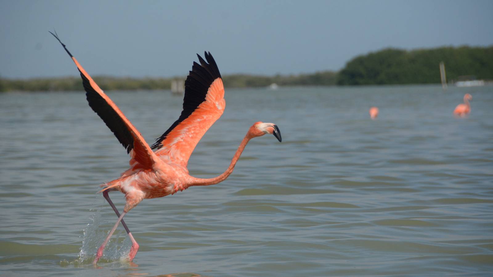 Drones ayudan a la conservación y protección de los flamencos rosados en Yucatán