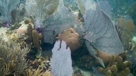 Bajo el mar, bajo el mar... Investigadores descubren 5 arrecifes de coral en el Golfo de México 