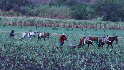 Cierre de Financiera Rural desampara a productores agrícolas: CNA