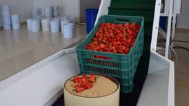 Yucatán obtiene patente de nueva especie 'muy picante' de chile habanero