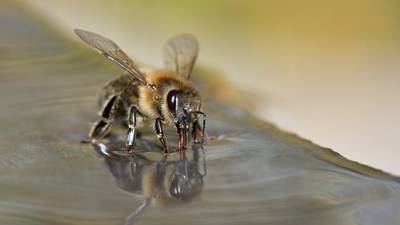 ¿Te picó una abeja? Estos son los síntomas y lo que puedes hacer para curarlos