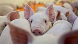 China asegura que brote de peste porcina africana está bajo control