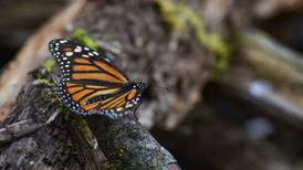 Ruta por Norteamérica de la mariposa monarca está en peligro de extinción, alerta la UNAM