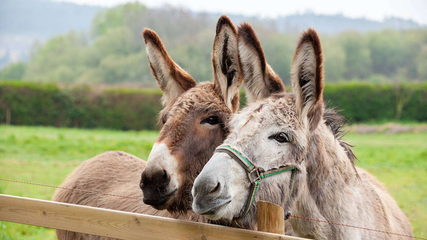 10 cosas que no sabías sobre los burros... que no son tan 'burros' – El  Financiero