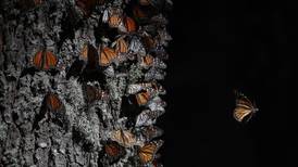 Mariposas Monarca llegan a México: ¿En dónde están ubicados los santuarios para verlas?