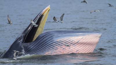 Ballenas de Bryde, en peligro de extinción en el Golfo de México