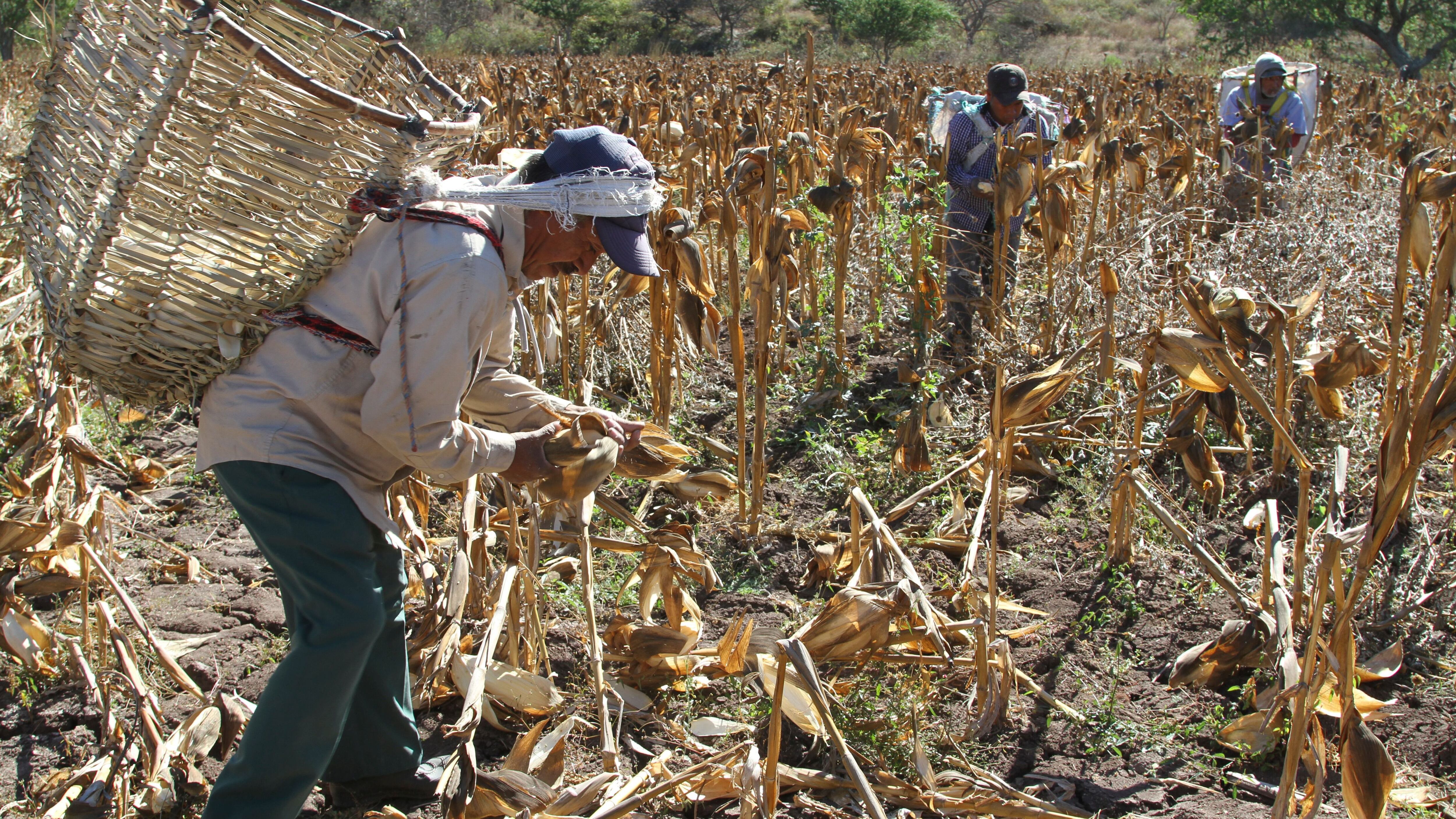Gobierno de AMLO pagará a campesinos 5.61 pesos por kilo de maíz – El  Financiero