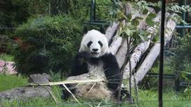 ¡Por fin a salvo! Pandas gigantes dejan de estar en lista de animales en extinción de China