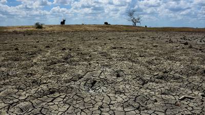 Ondas de calor ‘achicharran’ maíz en Edomex: ‘Gobierno nos dejó solos’, dicen agricultores