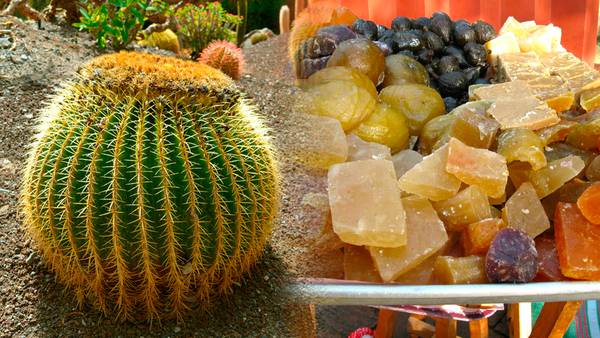 ¿De dónde viene la tradición de comer acitrón en la rosca de Reyes?