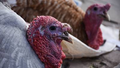 ¿Qué es la gripe aviar y por qué amenaza la cena del Día de Acción de Gracias?