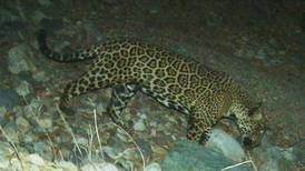 Quién es ‘El Jefe’, el jaguar que brinca de México a EU sin restricciones en la frontera