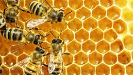 ¿Cómo se propagan las enfermedades entre las abejas?