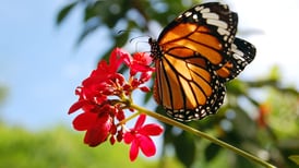 300 millones de mariposas monarca 'volarán' en Texas 