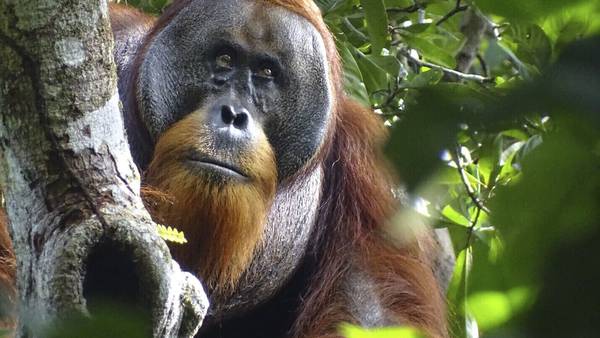 Dr. muy mono: Rakus, el orangután que usó planta medicinal para curarse una herida
