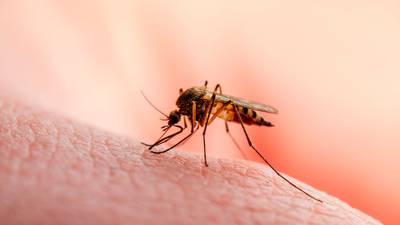 Vacuna contra la malaria: OMS aprueba la R21/Matrix, que erradicaría la enfermedad en 2040