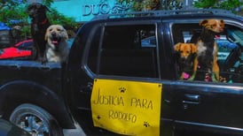 ‘Rodolfo corazón’: el caso de maltrato contra un perrito adoptado por vecinos en Los Mochis