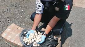 Localizan 1,300 huevos de tortuga en un transporte público de Oaxaca