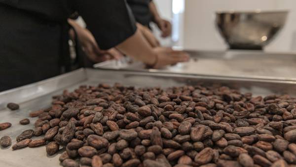 Precios del cacao ‘en picada’: ¿Cómo impactarán a los costos del chocolate? 
