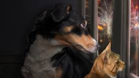 Fiestas Patrias 2023: Perros y gatos pueden sufrir taquicardia y otros males por la pirotecnia