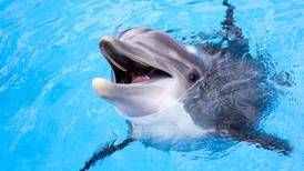  ¿Creías que lo habías visto todo? Estudio revela que los delfines se ‘bautizan’ entre ellos