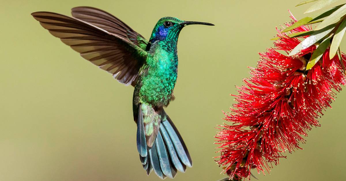 Sabiduría y magia: La creación del colibrí según los Mayas – El Financiero
