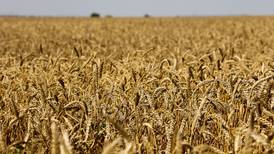 Prohibición en la exportación del trigo de la India muestra escasez en los cultivos