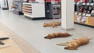 Una ‘pata’ amiga: Abren puertas de oficinas públicas a perros callejeros ante ola de calor