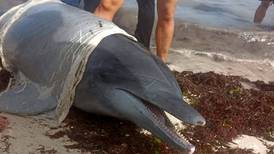 Esto le hubiera gustado a ‘Flipper’: Rescatan a dos delfines en playas de Yucatán