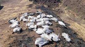 Ahora encuentran muertos 50 gansos en campo menonita de Chihuahua