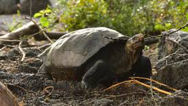 Encuentran tortuga que se creía extinta en Galápagos