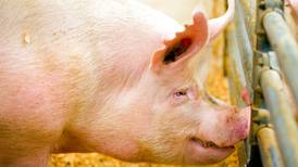 China detecta en un solo día cuatro brotes de peste porcina africana
