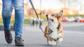 Universidad de NY abre licenciatura ¡para entrenar perritos!