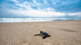 Puerto Vallarta se alista para la temporada de tortugas marinas 