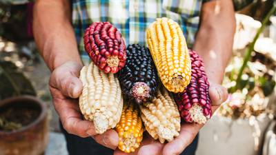 Milpa e historia: datos que no conocías acerca del maíz