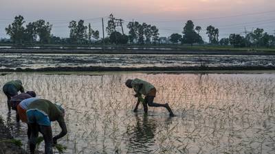 Un nuevo alimento por el que preocuparse: India sembró menos hectáreas de arroz