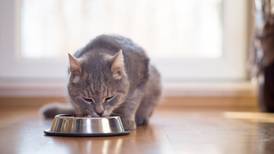 ¿Das alimentos crudos o veganos a tus perros y gatos? Entonces pon atención a este especialista de la UNAM