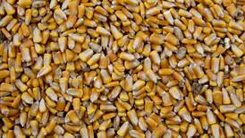 Por falta de tierra, no se alcanzaría autosuficiencia de maíz: expertos